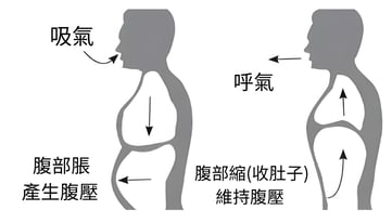 圖片表示，吸氣時，氣向下，藉由腹部脹產生腹壓；吐氣，藉由腹部縮，帶動橫膈膜向上，氣吐出來。