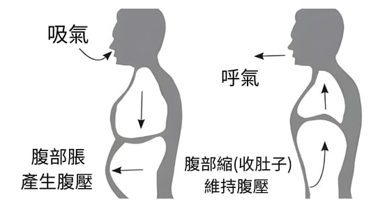 圖片表示，吸氣時，氣向下，藉由腹部脹產生腹壓；吐氣，藉由腹部縮，帶動橫膈膜向上，氣吐出來。